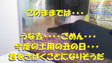 ウナギ釣り