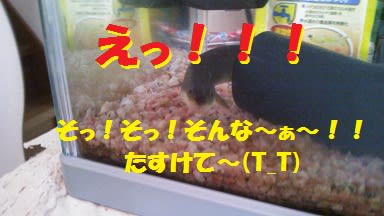 ウナギ釣り