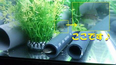 うな吉　友達　なまぞう