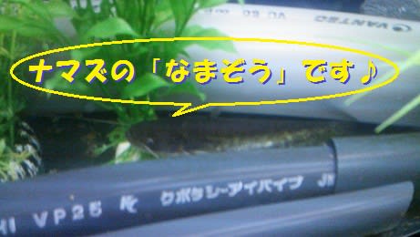 うな吉　なまぞう