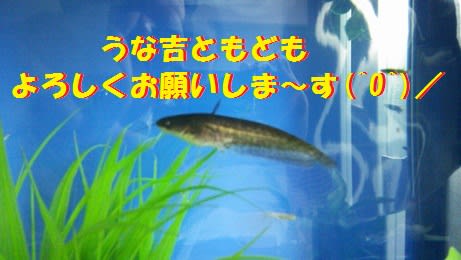 うな吉　なまぞう