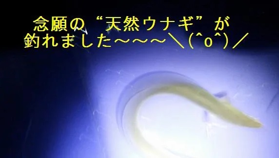 天然ウナギ