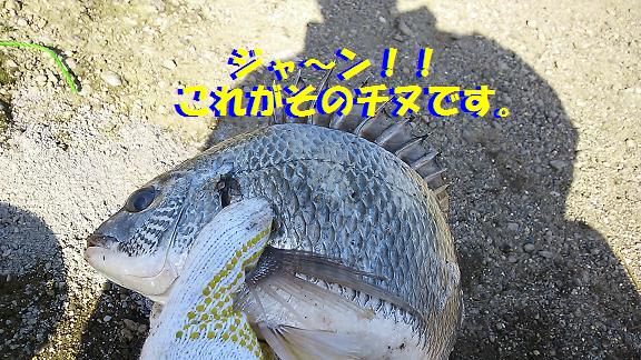 ウナギ釣り