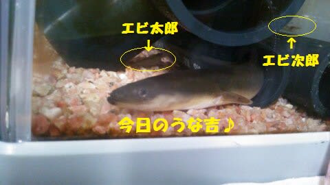 ウナギ釣り