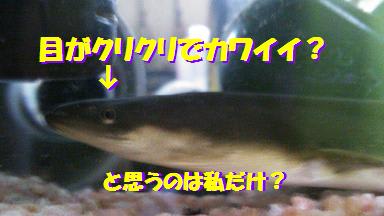 天然日本うなぎ