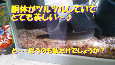 天然日本うなぎ