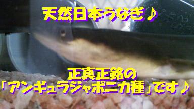 天然日本うなぎ