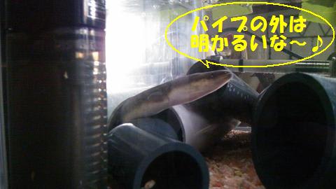 奈村工務店　うな吉