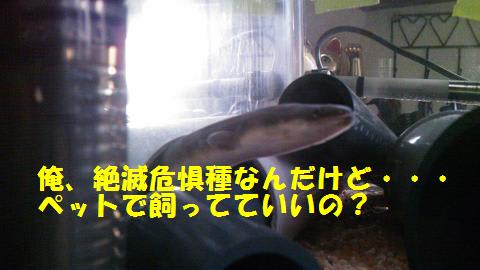 奈村工務店　うな吉