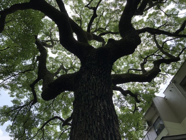 開運出世祈願！！平清盛＆若一神社&座敷わらし