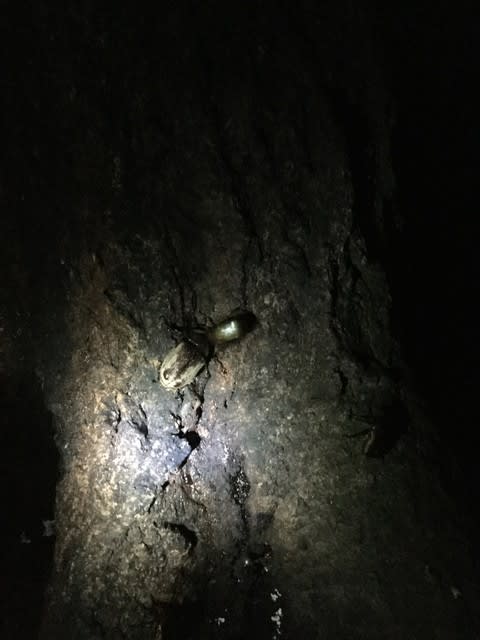 寝屋川市建替え工事