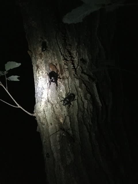 寝屋川市建替え工事