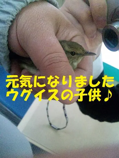 すずめの恩返し